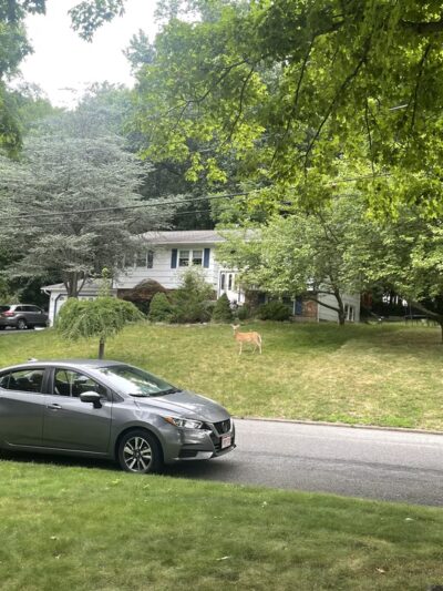 Lorna Lane Park - Airmont, NY