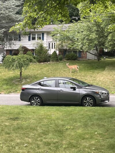 Lorna Lane Park - Airmont, NY