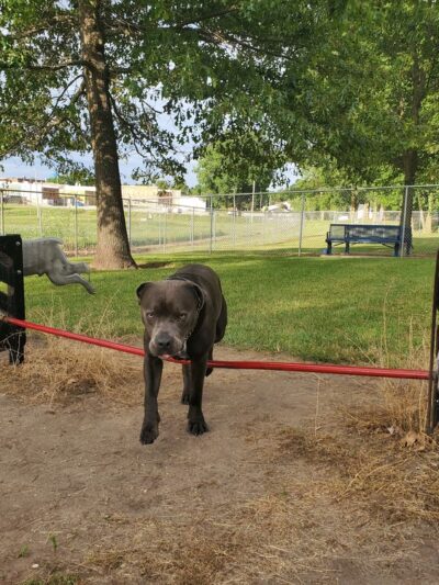 Paw Print Park - Akron, IN