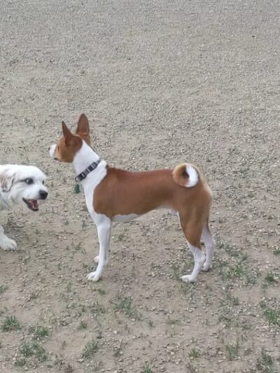 BARC - Akron Dog Park - Akron, OH