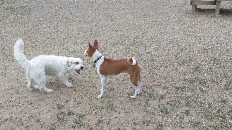 BARC - Akron Dog Park - Akron, OH