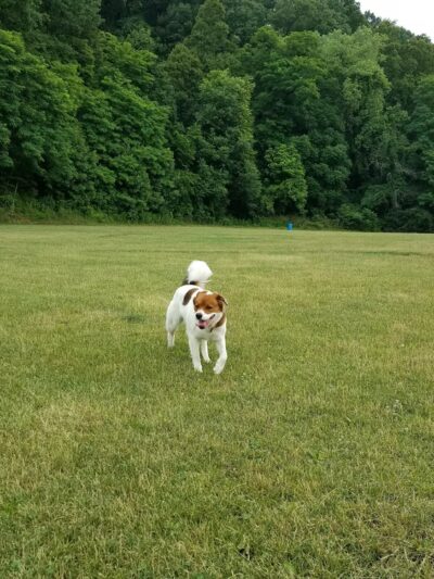 BARC - Akron Dog Park - Akron, OH