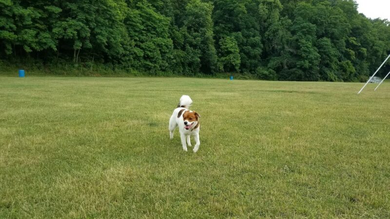 BARC - Akron Dog Park - Akron, OH