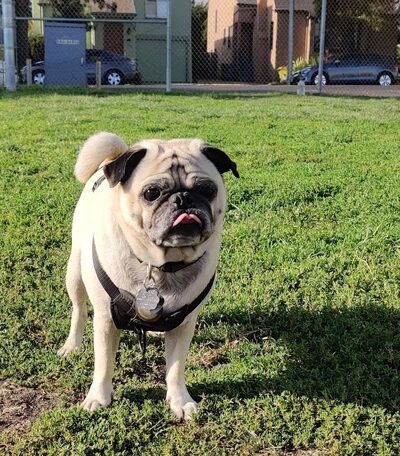 Albany Dog Park - Albany, CA