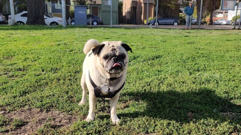 Albany Dog Park - Albany, CA