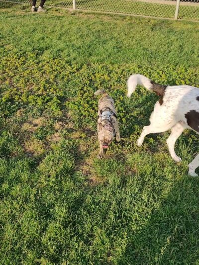 Albany Dog Park - Albany, CA