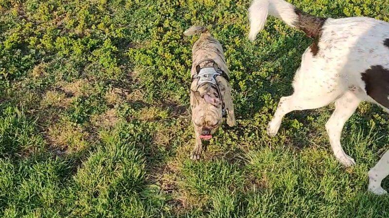 Albany Dog Park - Albany, CA
