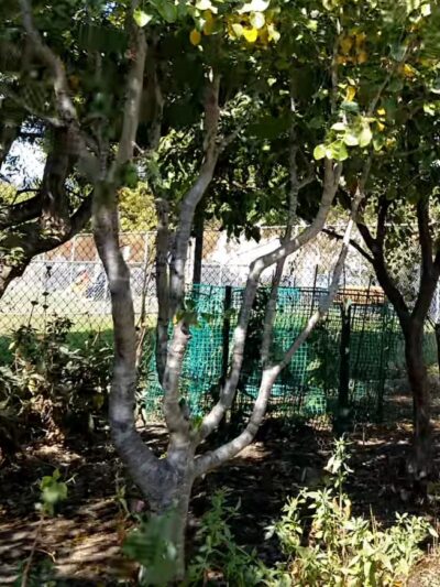 Albany Dog Park - Albany, CA