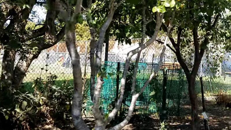Albany Dog Park - Albany, CA