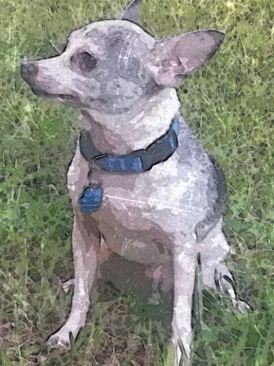 Eastside Pet Salon & DOG PARK! - Albany, GA