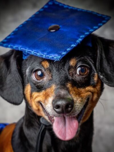 Advanced Canine Techniques - Albany, IN