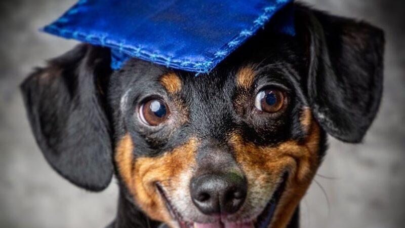 Advanced Canine Techniques - Albany, IN