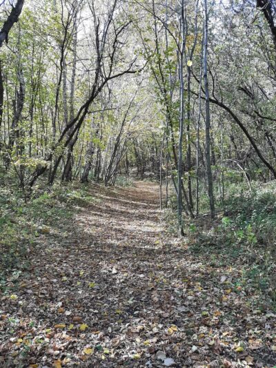 Two Rivers Lake County Park - Albany, MN
