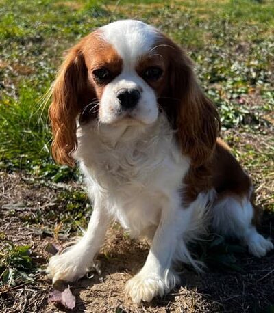 Butler's Charcoal Ridge Doggy Daycare and Grooming - Albia, IA