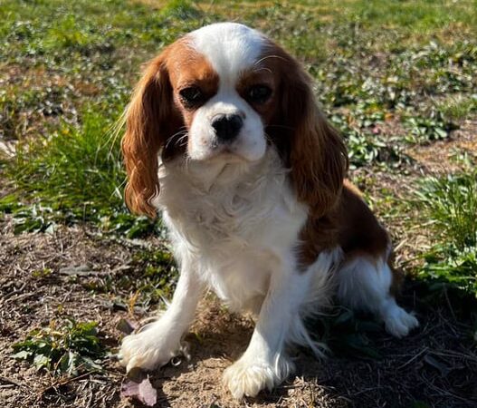 Butler's Charcoal Ridge Doggy Daycare and Grooming - Albia, IA
