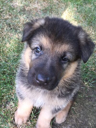 KT Kennels - Albion, NE