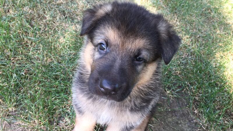 KT Kennels - Albion, NE