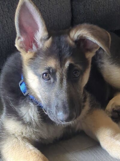 KT Kennels - Albion, NE