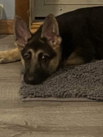 KT Kennels - Albion, NE