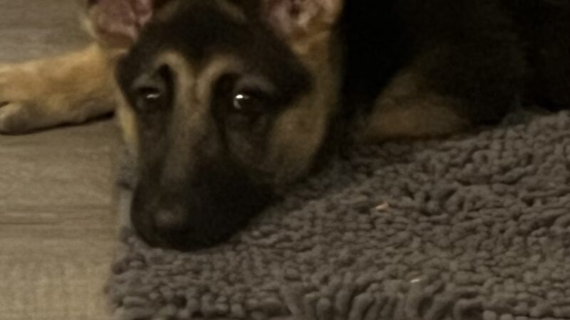 KT Kennels - Albion, NE
