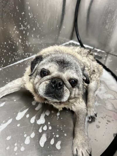 The Doggie Inn LLC - Albion, NY