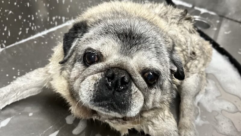 The Doggie Inn LLC - Albion, NY