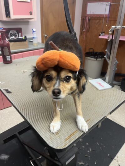 The Doggie Inn LLC - Albion, NY