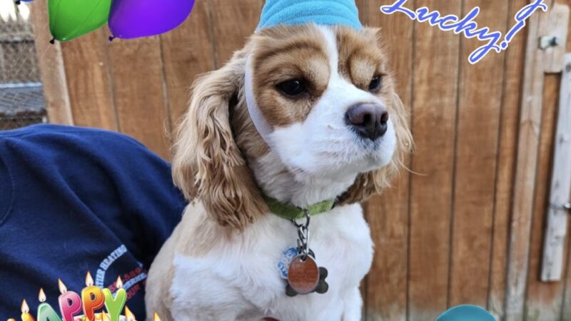 The Doggie Inn LLC - Albion, NY