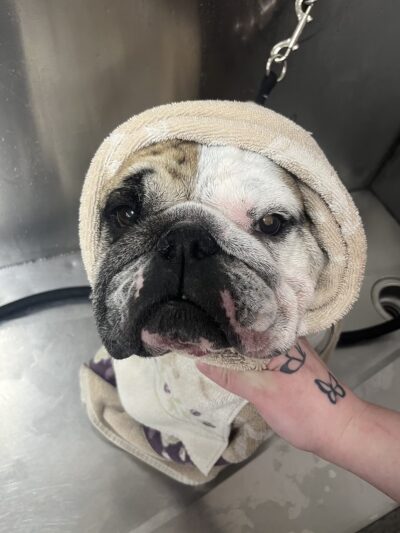 The Doggie Inn LLC - Albion, NY