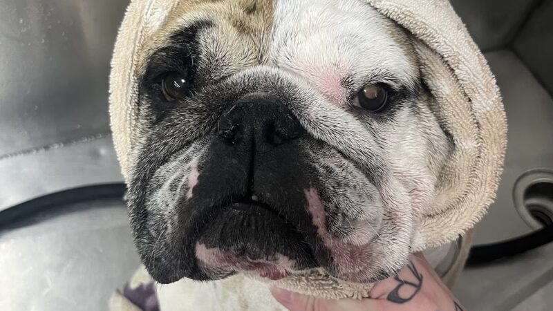 The Doggie Inn LLC - Albion, NY