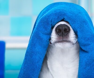Central Pawk Dog Wash - Alexandria, KY