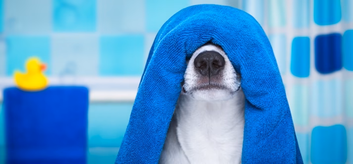 Central Pawk Dog Wash - Alexandria, KY