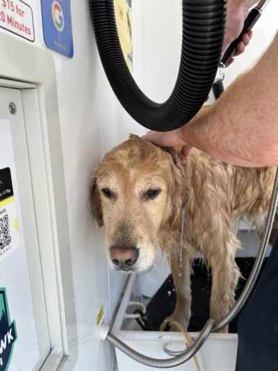 Central Pawk Dog Wash - Alexandria, KY