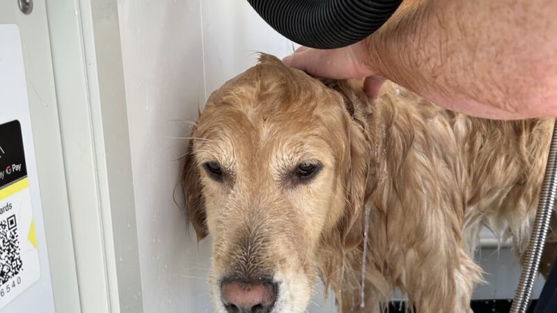 Central Pawk Dog Wash - Alexandria, KY