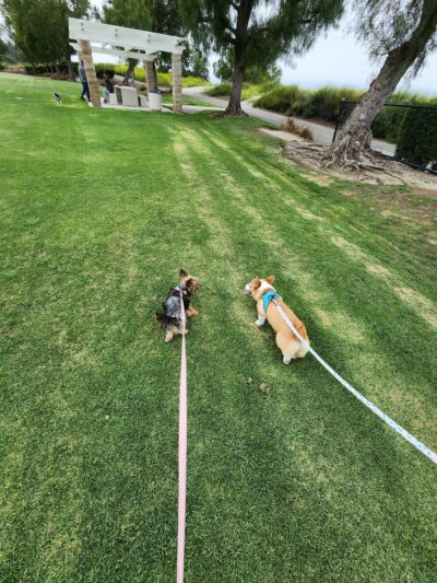 Creekside Park Dog Park - Aliso Viejo, CA