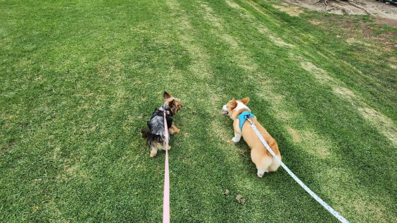 Creekside Park Dog Park - Aliso Viejo, CA