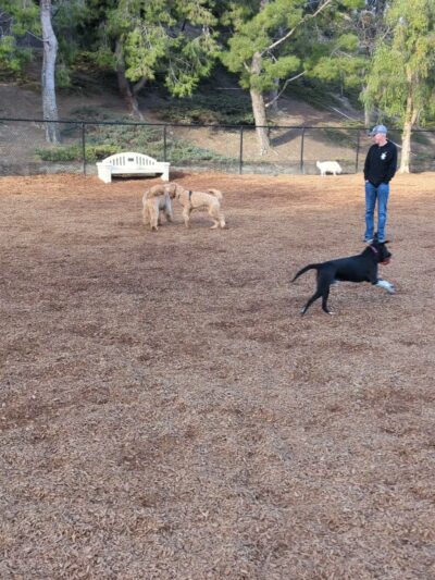 Creekside Park Dog Park - Aliso Viejo, CA
