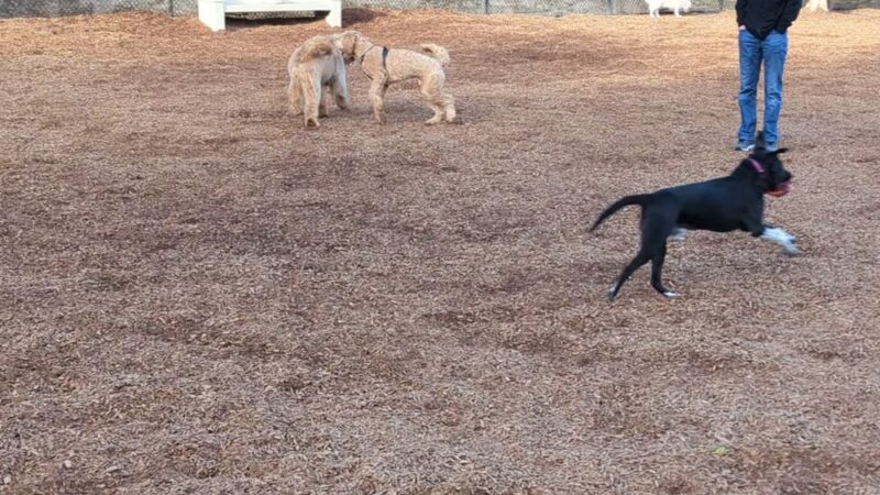 Creekside Park Dog Park - Aliso Viejo, CA