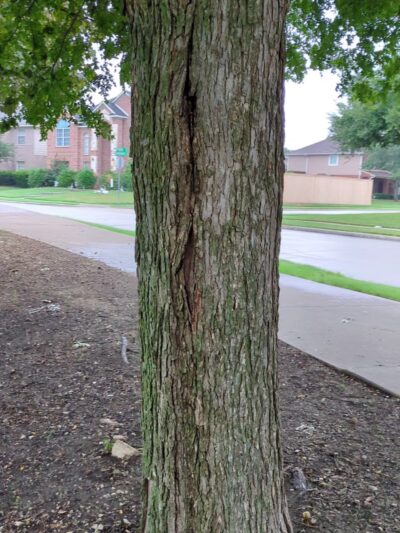 Saint Andrews Park - Allen, TX