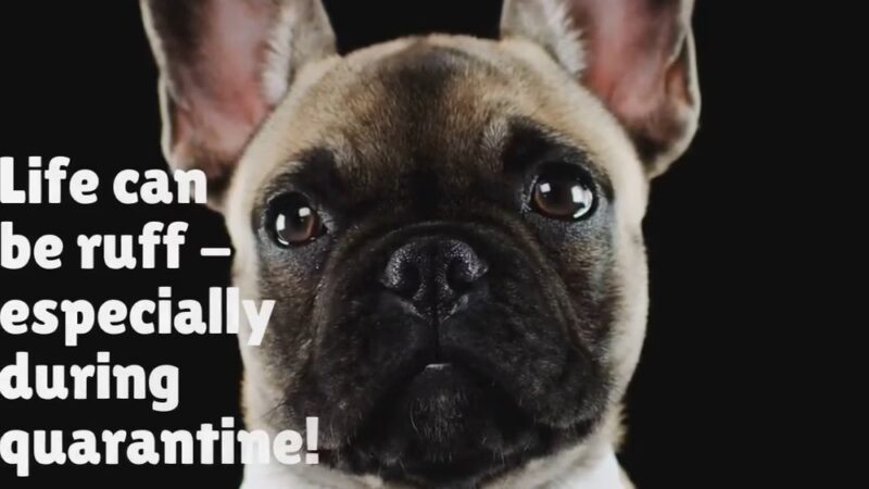 Allendale Veterinary Hospital - Allendale, NJ