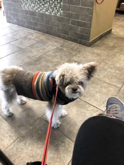 Allendale Veterinary Hospital - Allendale, NJ