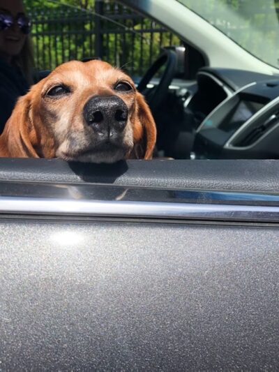 Allendale Veterinary Hospital - Allendale, NJ