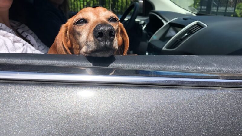 Allendale Veterinary Hospital - Allendale, NJ