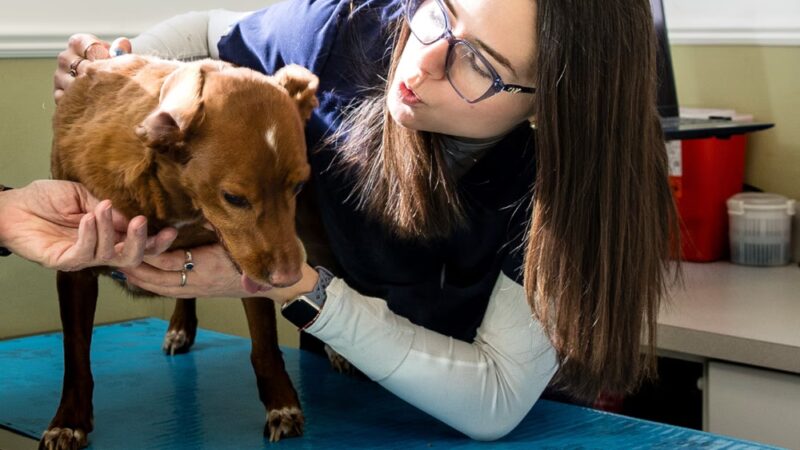 Allendale Veterinary Hospital - Allendale, NJ