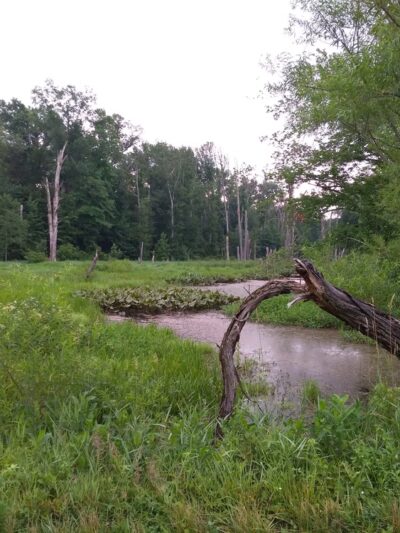 Assunpink Wildlife Management Area - Allentown, NJ