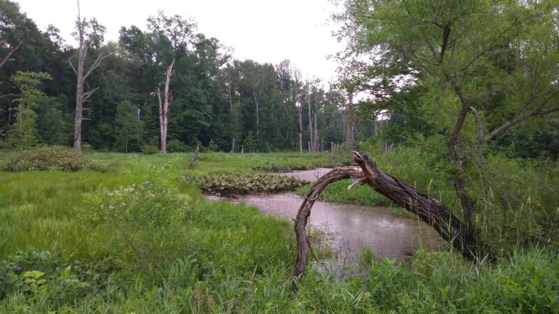 Assunpink Wildlife Management Area - Allentown, NJ