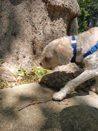 Dorney Dog Walk - Allentown, PA