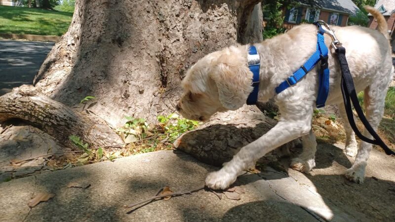 Dorney Dog Walk - Allentown, PA