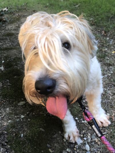 Dorney Dog Walk - Allentown, PA