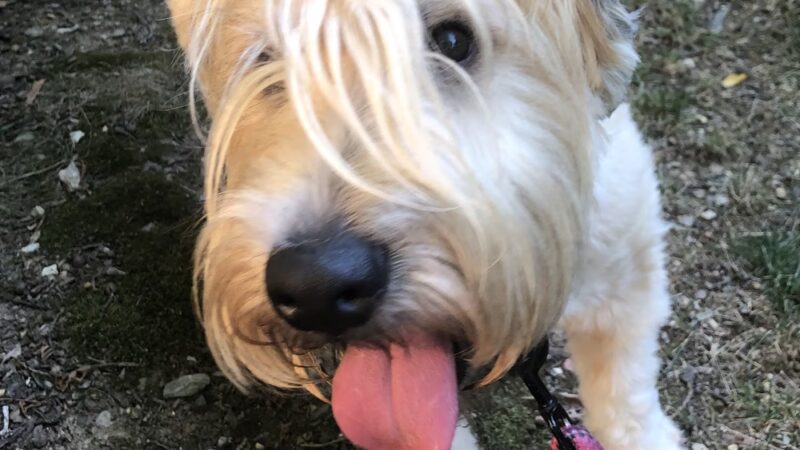 Dorney Dog Walk - Allentown, PA